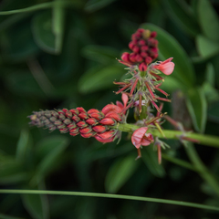 Indigofera dimidiata