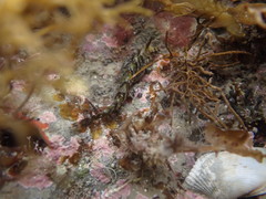 Notoclinus compressus