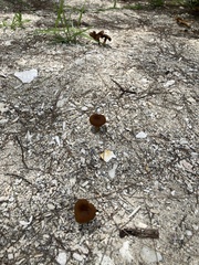 Fungi