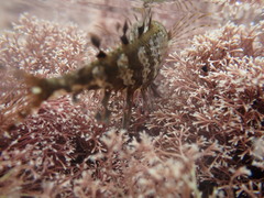 Notoclinus compressus