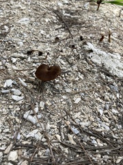 Fungi