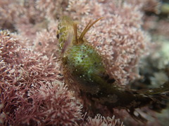Notoclinus compressus