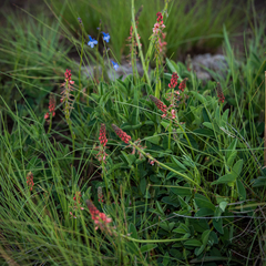 Indigofera dimidiata