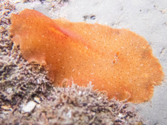 Stylochoidea