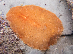 Stylochoidea
