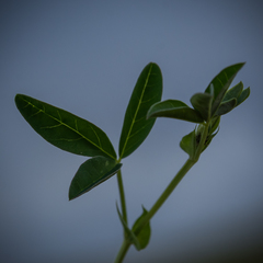 Indigofera dimidiata
