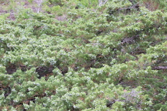 Juniperus × ambigens