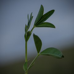 Indigofera dimidiata