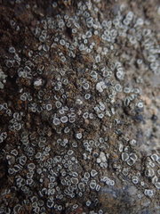 Myriolecis semipallida