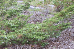 Juniperus × ambigens