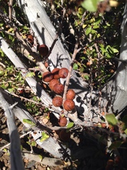 Berberis microphylla