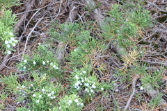 Juniperus × ambigens