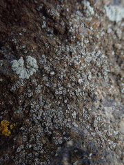 Myriolecis semipallida