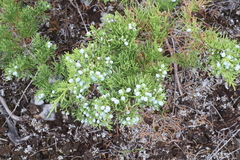 Juniperus × ambigens