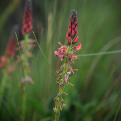 Indigofera dimidiata