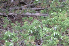 Juniperus × ambigens