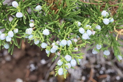 Juniperus × ambigens