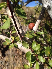 Berberis microphylla