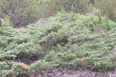 Juniperus × ambigens