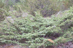 Juniperus × ambigens