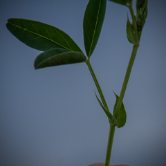 Indigofera dimidiata