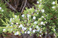 Juniperus × ambigens