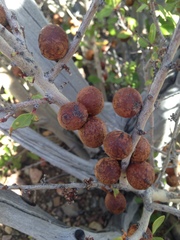 Berberis microphylla