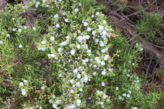Juniperus × ambigens
