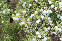 Juniperus × ambigens