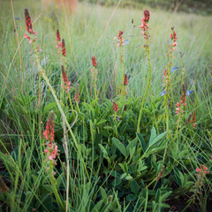 Indigofera dimidiata