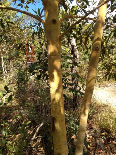 Vochysia haenkeana (Vochysia haenkeana)