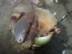 Pagurixus hectori