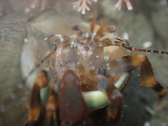 Pagurixus hectori