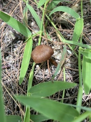 Fungi