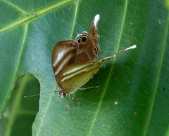 Abisara savitri