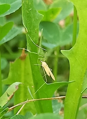 Cheilotrichia imbuta