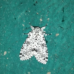 Lichnoptera
