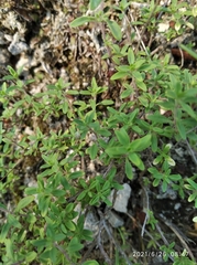 Thymus bashkiriensis