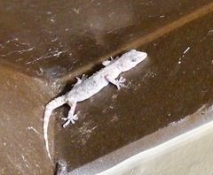 Hemidactylus turcicus