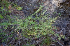 Holodiscus discolor cedrorum