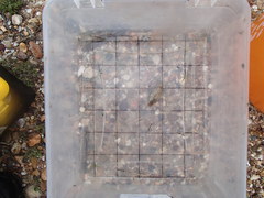 Citharichthys spilopterus