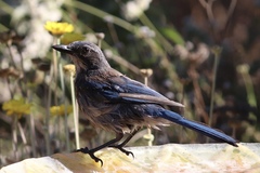 Aphelocoma californica
