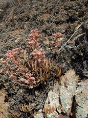 Dudleya viscida