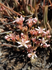 Dudleya viscida