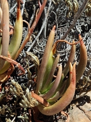 Dudleya viscida
