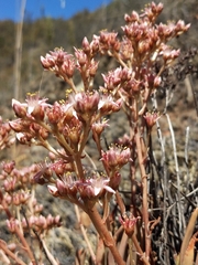 Dudleya viscida