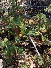 Clinopodium chandleri