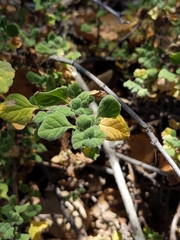 Clinopodium chandleri