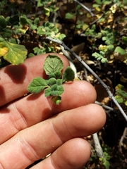 Clinopodium chandleri