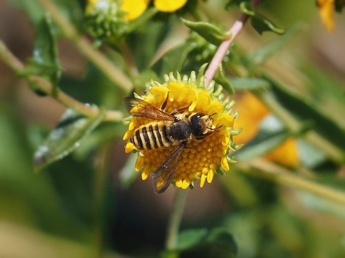 Horn-faced Leaf-cutter Bee
